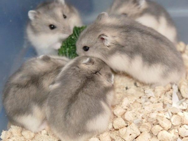 Породы хомяков | ЗооТом - продажа, вязка и услуги для животных в Кувандыке