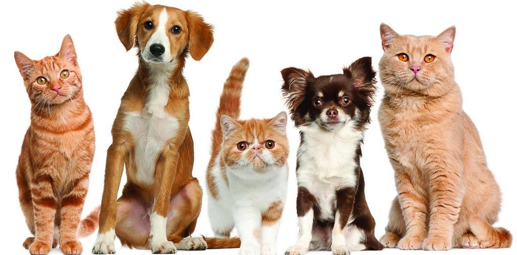 Доска объявлений о животных | ЗооТом - продажа, вязка и услуги для животных в Кувандыке