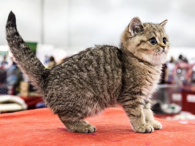 Породы кошек в Кувандыке | ЗооТом портал о животных