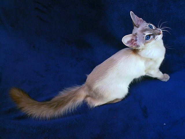 Выведенные породы кошек в Кувандыке | ЗооТом портал о животных