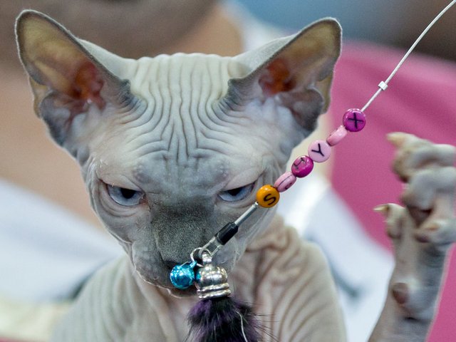 Выставки кошек в Кувандыке | ЗооТом портал о животных