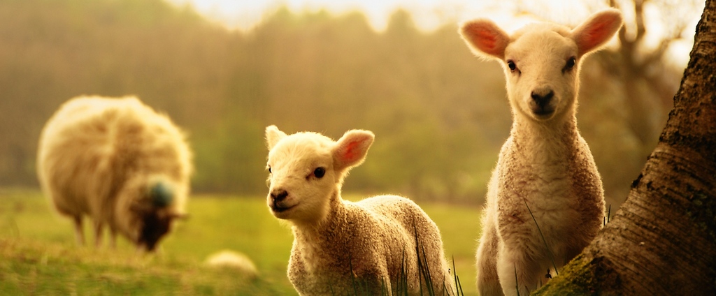 Объявления о сельскохозяйственных животных | ЗооТом - продажа, вязка и услуги для животных в Кувандыке