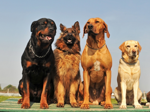 Крупные породы собак в Кувандыке | ЗооТом портал о животных