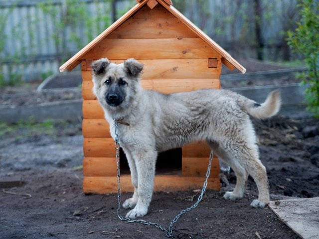 Все о собаках в Кувандыке Все о собаках в Кувандыке